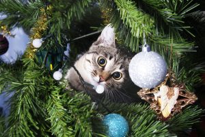 Katze sitzt im Weihnachtsbaum Kugeln Weihnachtszeit