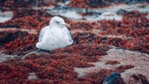 Küstenvogel am Strand Nachhaltigkeit im Online-Marketing