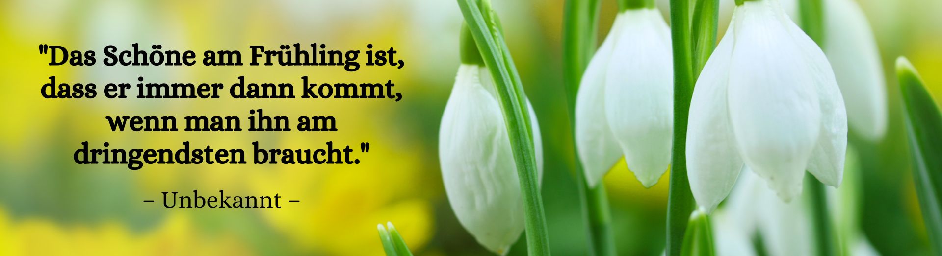 Bücherfrühling 2024 Header